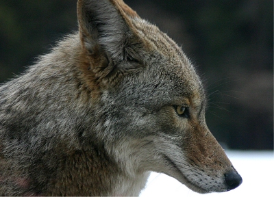 Endangered New Jersey: Coyote Concerns